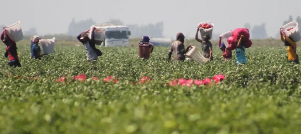 Tarımda üretici enflasyonunda yıllık artış yüzde 42,53 oldu