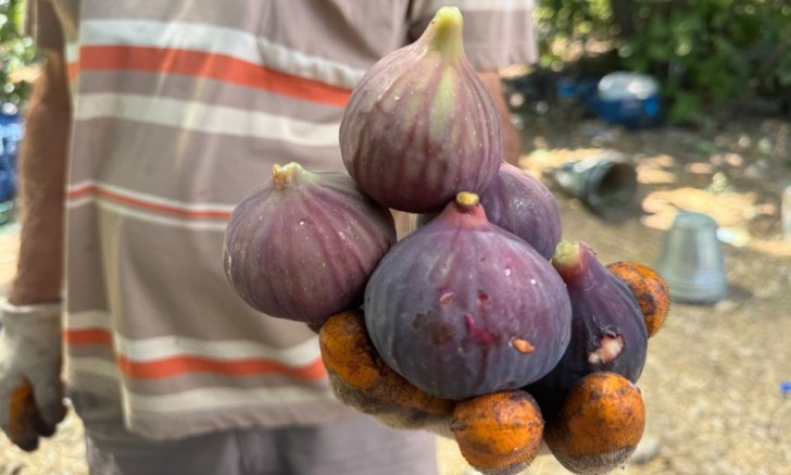 Tüm-Köy-Sen: 
